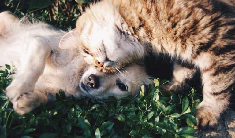 Cat and dog snuggling together on the grass, symbolizing comfort and peace of mind with smart home technology for pet owners.