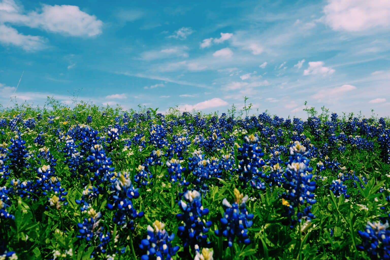 Field of Texas bluebonnets under a sunny sky, symbolizing the role of home automation in adapting to changing Texas weather.