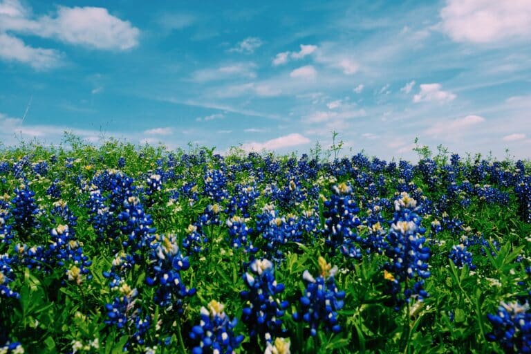 Field of Texas bluebonnets under a sunny sky, symbolizing the role of home automation in adapting to changing Texas weather.